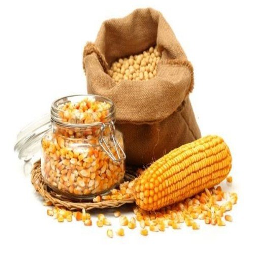 Maize (Corn)